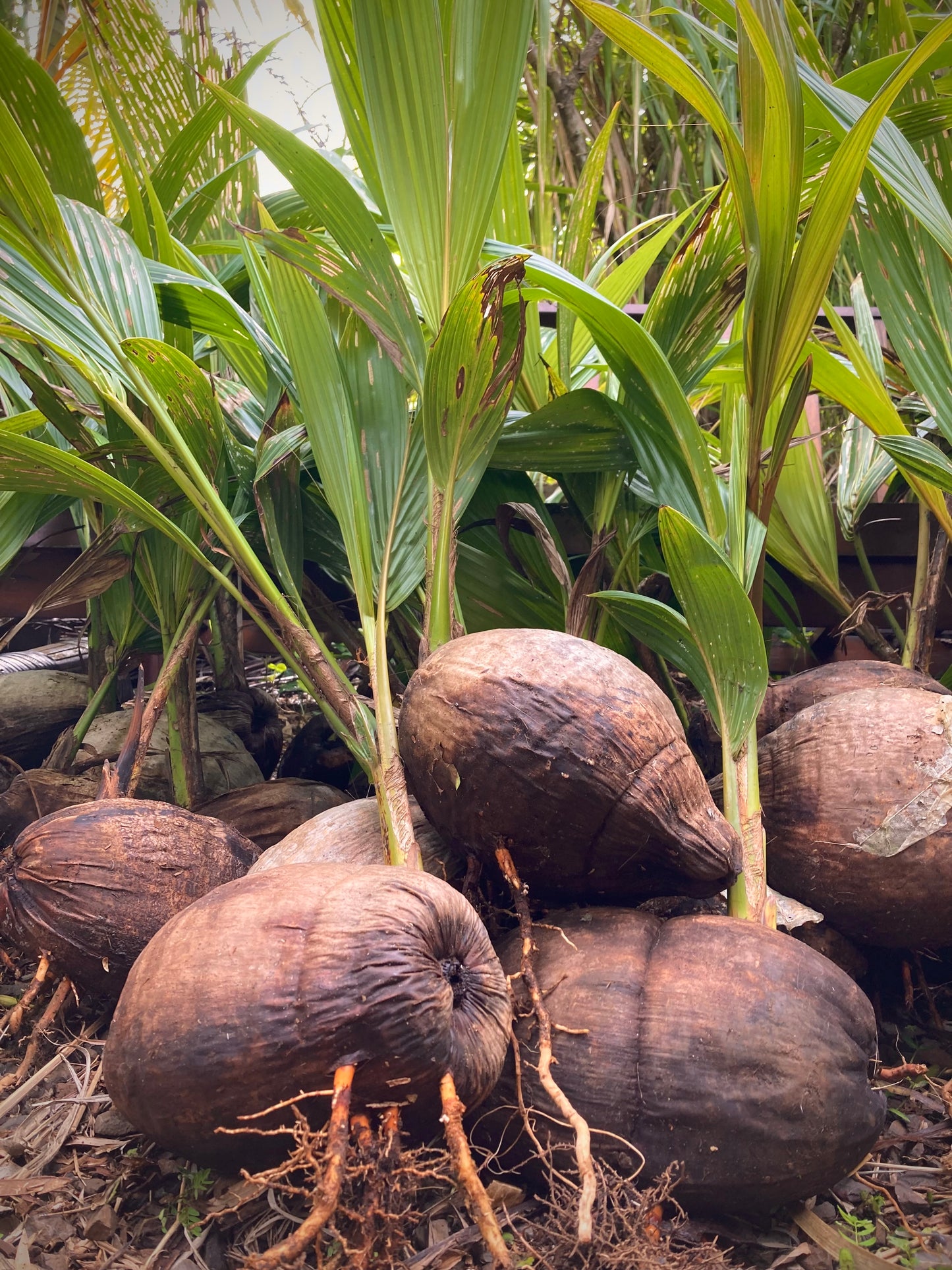 Sprouted Coconut