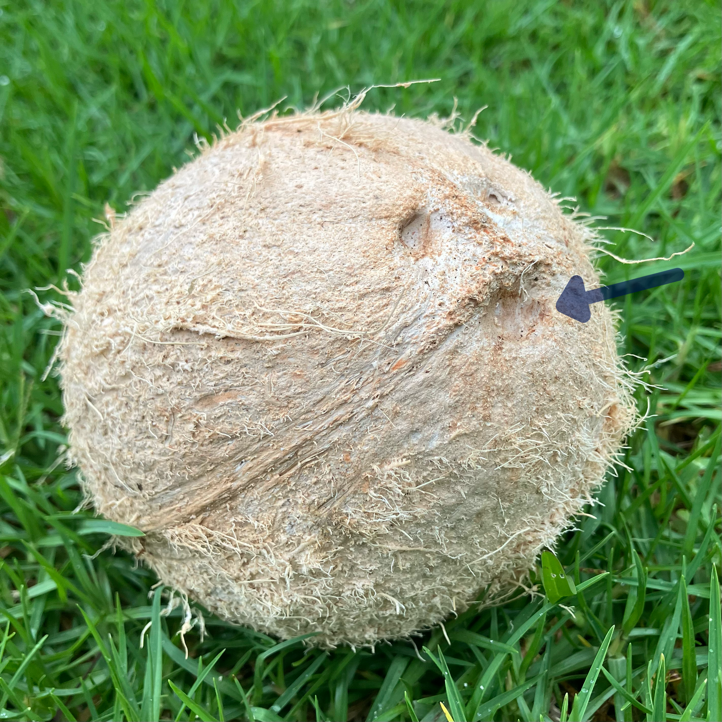Coconut Key