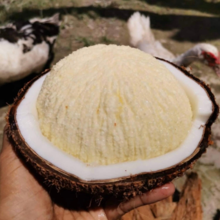 Sprouted Coconut