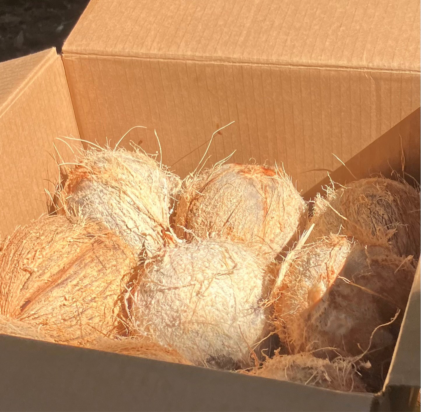 Mature Coconut
