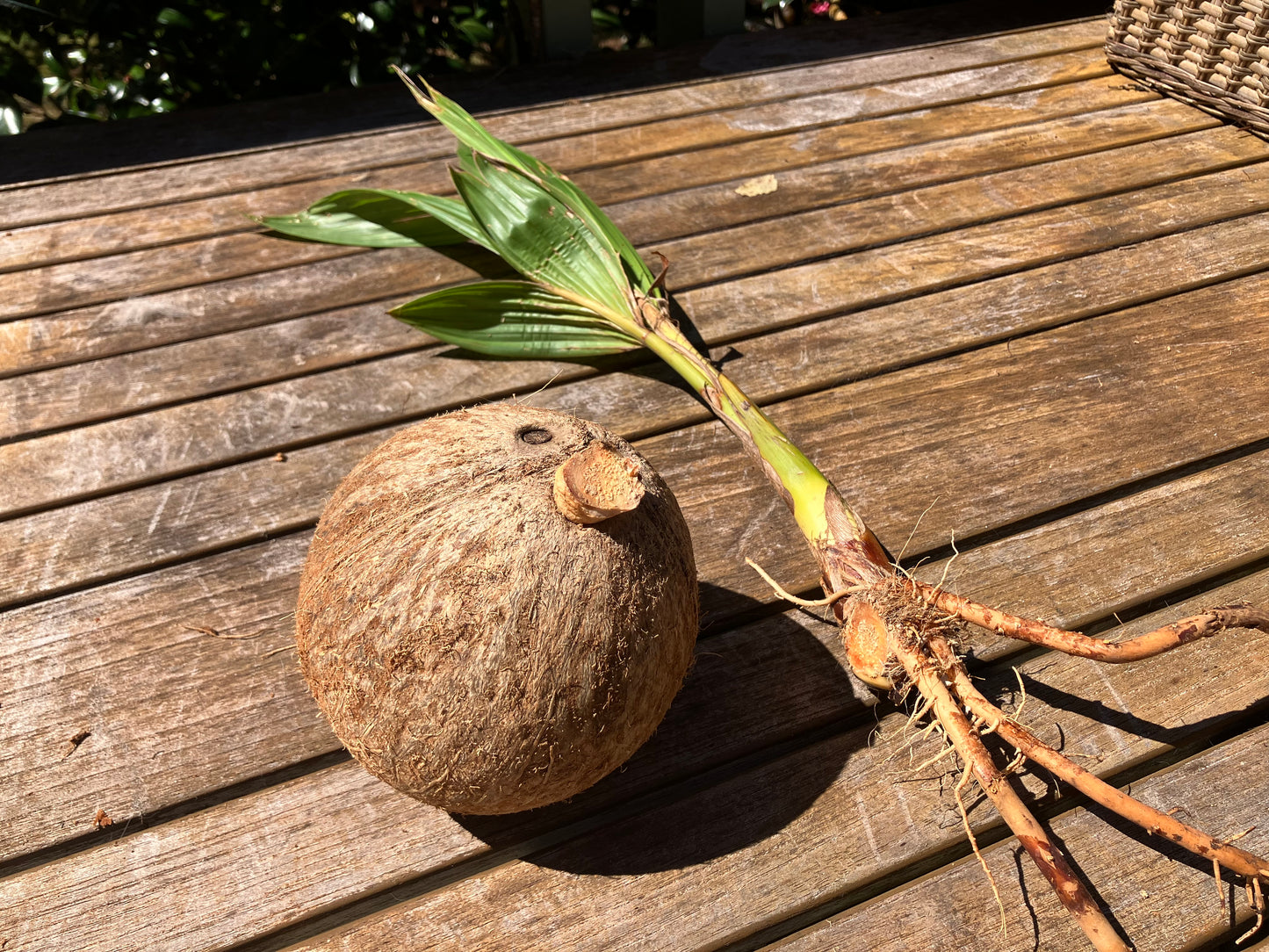 Sprouted Coconut