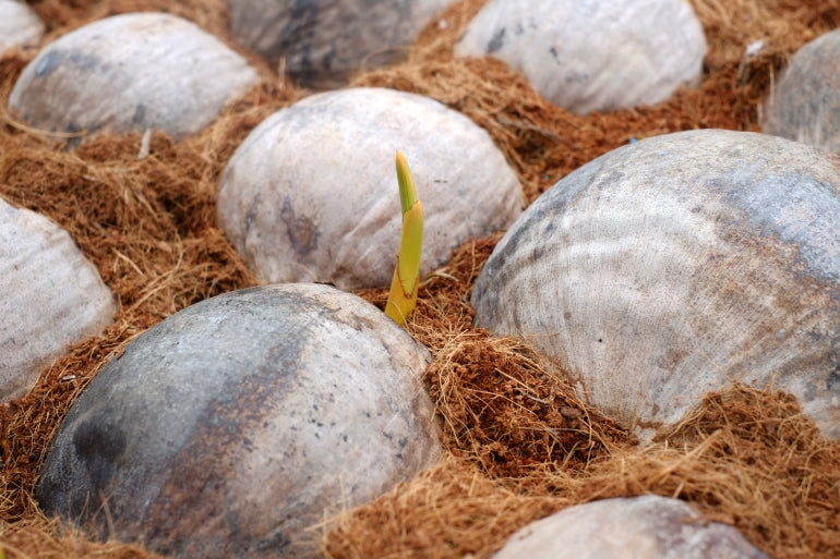 Sprouted Coconut