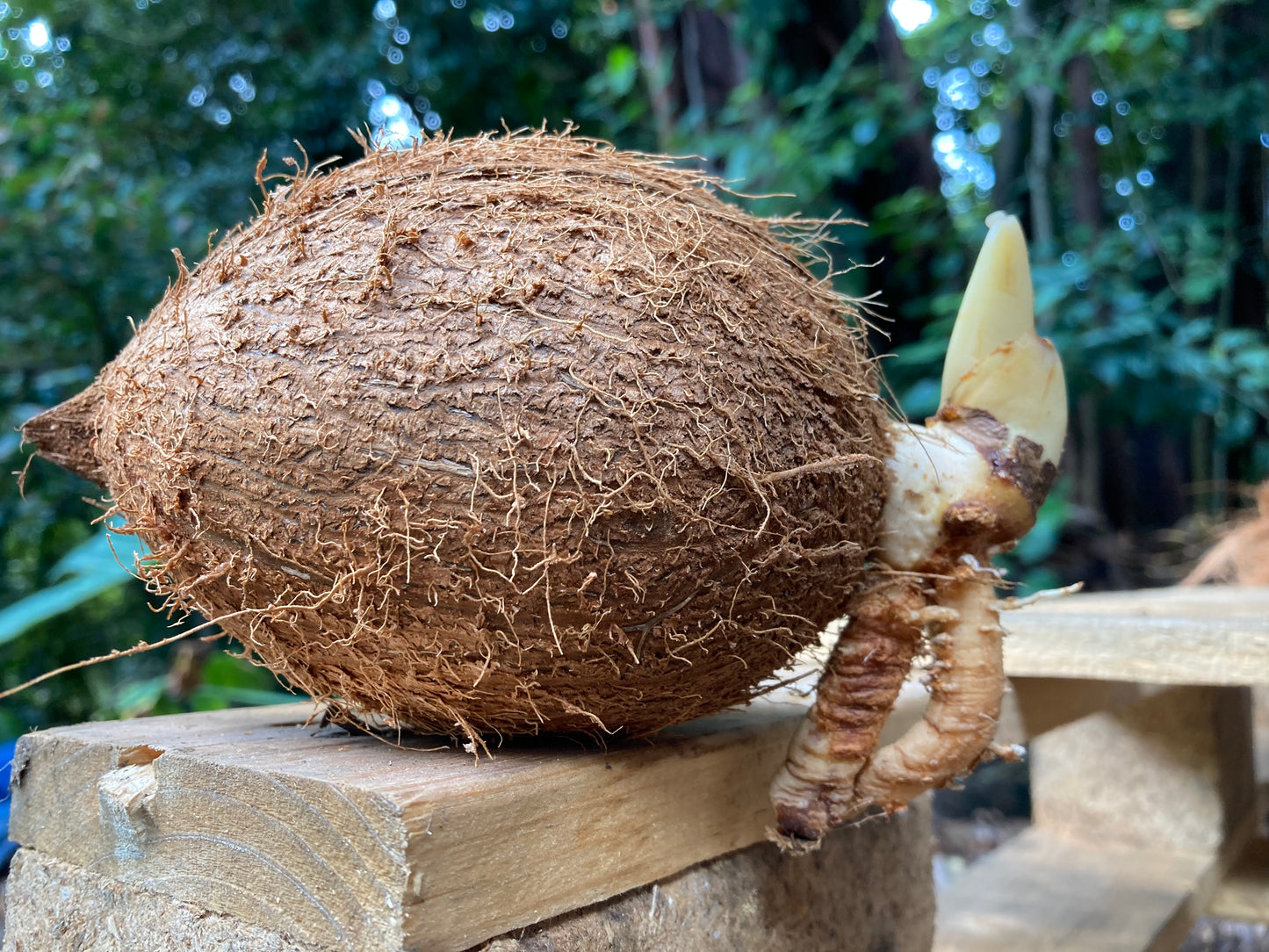 Sprouted Coconut