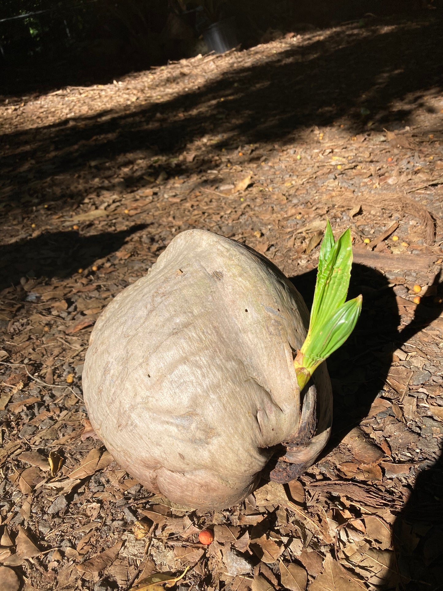 Sprouted Coconut