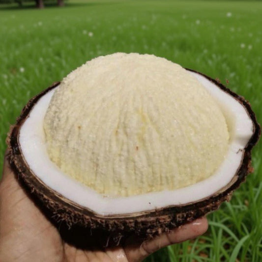 Sprouted Coconut