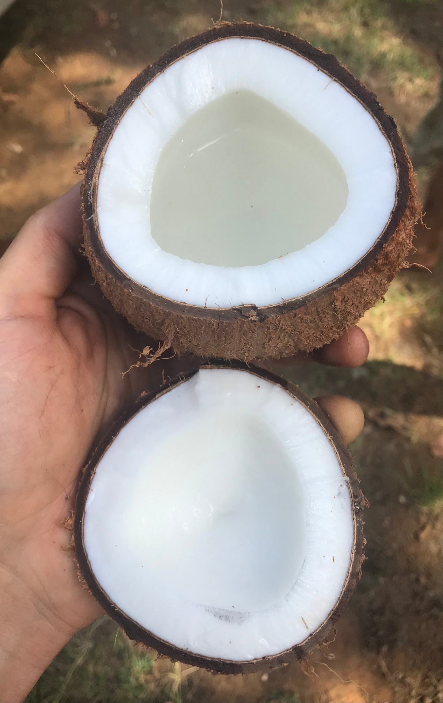 Mature Coconut