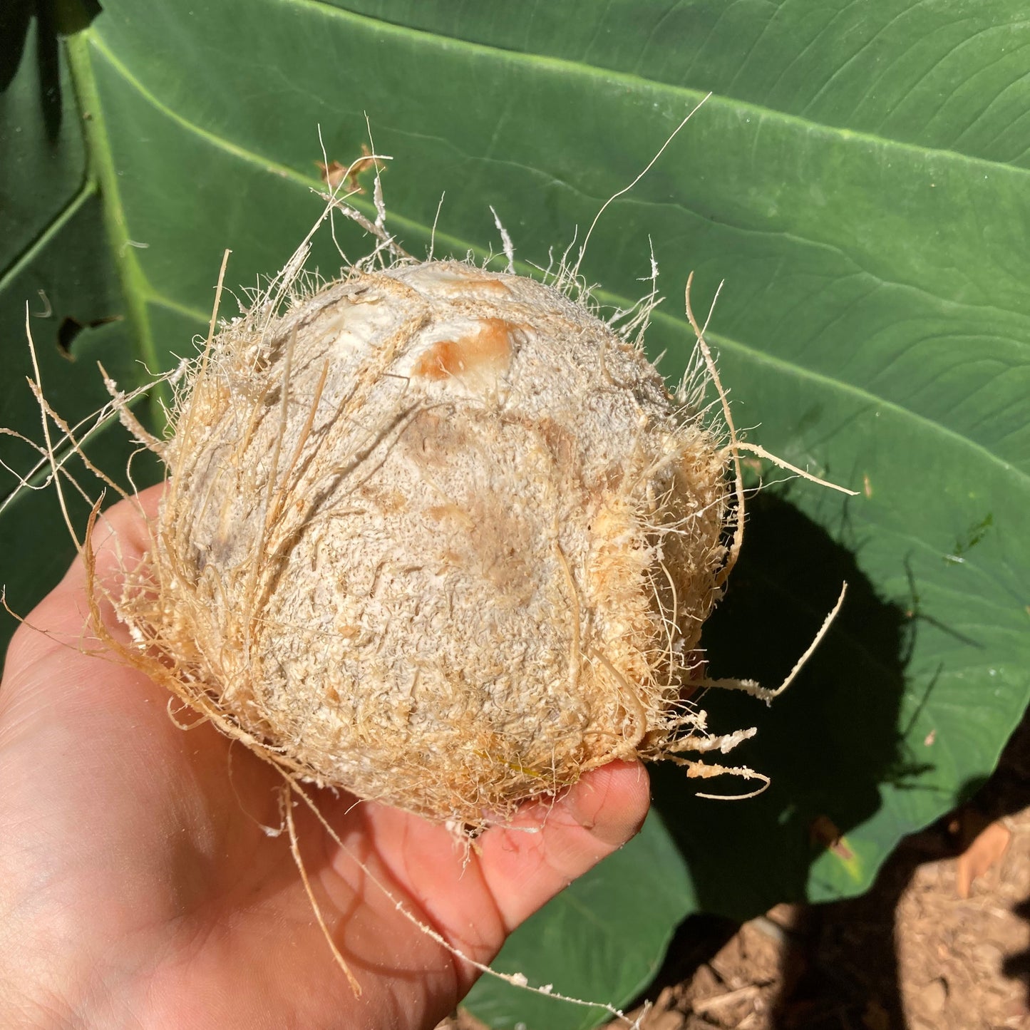 Mature Coconut